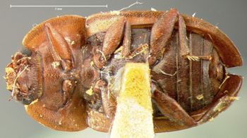 Media type: image;   Entomology 6970 Aspect: habitus ventral view